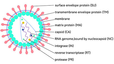 慢病毒載體結(jié)構(gòu)圖解