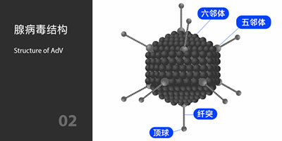 腺病毒結(jié)構(gòu)